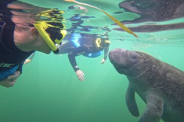 Small Group Manatee Snorkeling Adventure