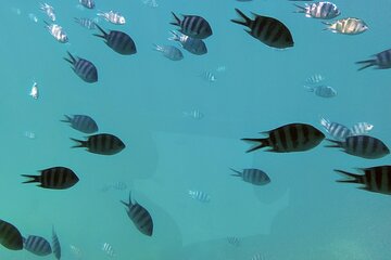 Snorkeling & reef Safari Seychelles Marine park