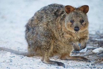 Rottnest Island Bike, Snorkel & Ferry Package from Perth