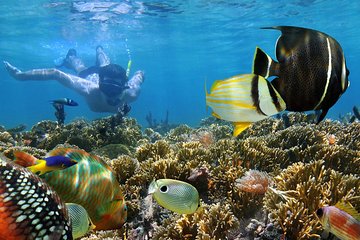 Dolphin Full Day Snorkeling Tour From Hurghada