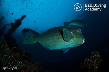 Day Trip Snorkeling in Tulamben - Explore Liberty Wreck (pick up in South Bali)