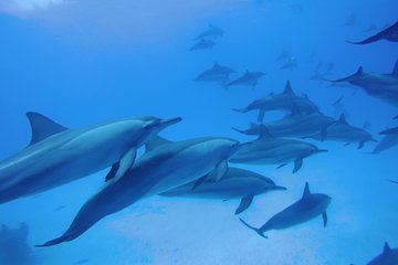 Swim with Dolphins in Satayeh Reef Snorkel Sea Excursion - Marsa Alam