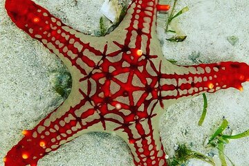 Starfish Adventure; Blue Lagoon Snorkeling; The Rock; Paje Beach; Kuza Cave Tour