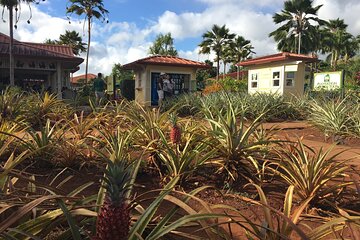 Dole Transportation Services from Waikiki Hotels