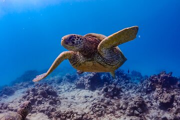Diamond Head Hiking & Kailua town & Kaneohe Snorkeling - All Inclusive