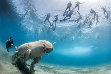 Abu Dabbab Beach - Snorkel with Turtles & Dugong - Marsa Alam