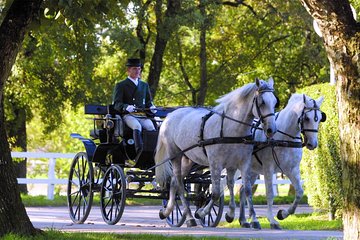 Private Experience: Lipica Stud Farm- The Cradle of Lipizzaner- from Koper