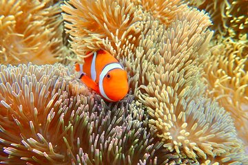 [Okinawa Miyako] Natural Aquarium! Tropical Snorkeling with colorful fish!