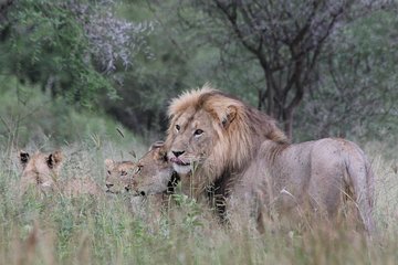 3 Days Masai Mara Private Semi Luxury Safari