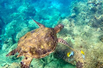 Snorkeling for Non-Swimmers for First Time - Wailea Beach