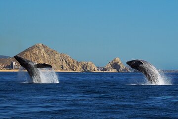 Whale Watching Snorkel Combo