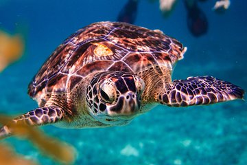 Half day tour - sea turtle and four cenotes - snorkeling from Riviera Maya.
