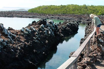 Half day tour / Trekking & snorkeling to Isla Tintoreras (Isabela Island)