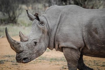 Nairobi National Park Drives