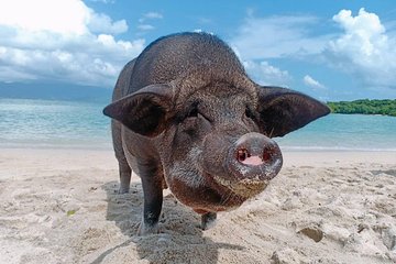 Pig Island & Koh Tan Tour by Speed Boat (Snorkeling & Kayaking)