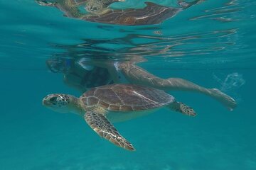 Mahahual Beach: Private Guided Swim and snorkel with sea turtles