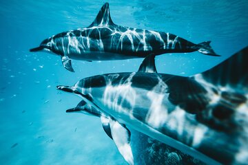 Snorkeling and Dolphin Tour