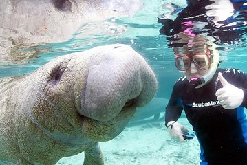 Manatee Snorkeling Tours