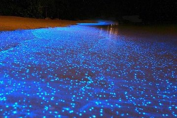 Night Snorkel Bioluminiscence Experience in Cancun