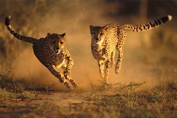 Ann Van Dyk Cheetah Centre Half-Day Tour from Johannesburg