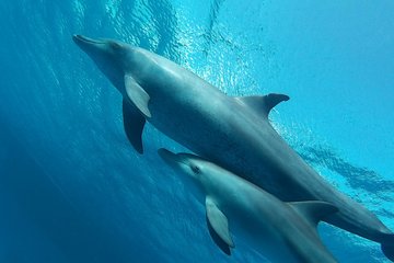 Full-Day Boat Trip in Hurghada with Snorkeling and Lunch