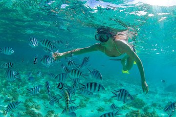 Cabo Pulmo National Park Snorkel Expedition from Cabo San Lucas