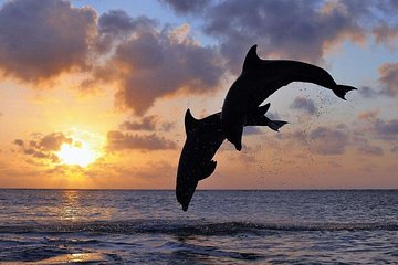 Watching Dolphin, Snorkeling and Secret Waterfalls
