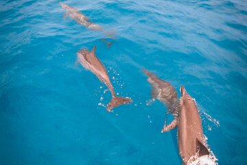 Snorkeling picnic in French Polynesia