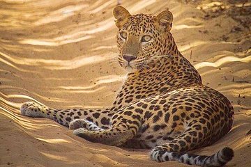 2 Days Tour To Galle & Yala From Colombo with Private deriver,vehicle and hotel