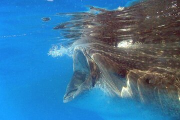 Adventure and Snorkel with the Whale Shark from Tulum