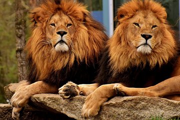 Places To See In Nairobi: Nairobi Park Game Drive/elephant/giraffe Centre