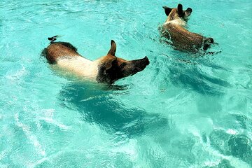 Swim & Snorkel, Swimming Pigs, lunch & Rose Island Beach Visit