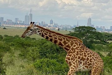 Private Tour Nairobi national park & Giraffe Centre