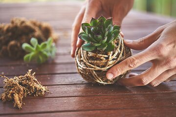 2-Hour Lesson Creating your Kokedama in Genoa