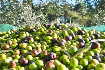 Private Business : The Olive Harvest in Piazza Armerina