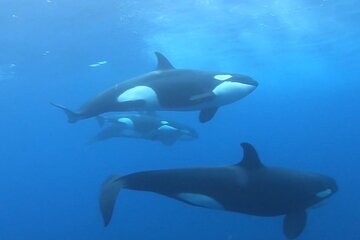 Marine Life Watching and Snorkeling in Cabo San Lucas