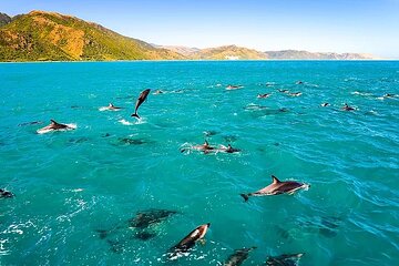 Private Charter Snorkel Adventure on Navy SEAL Speed Boat..!