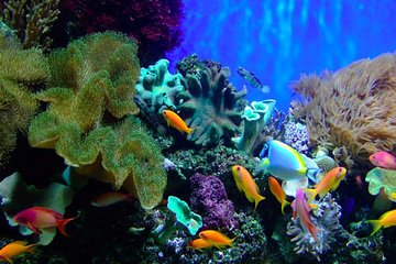 Shared Tour For Half Day Snorkeling At The Beautiful Marine Protected Area