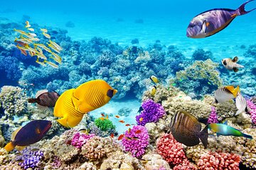 Morning Reef Snorkel