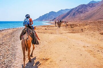 Canyon , Blue Hole, Snorkeling and camel ride in Dahab City from Sharm Sinai