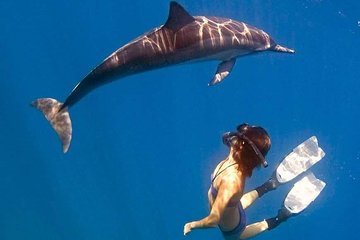 Dolphin Watch and Reef Snorkel Adventure