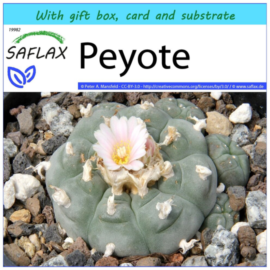 SAFLAX - Gift Set - Peyote - 20 seeds - With gift box, card, label and potting substrate - Lophophora williamsii