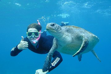 3-Hour Sea Turtle Snorkeling Experience in Byron Bay
