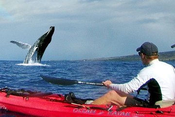 Kayak and Snorkel Turtle Reef at Olowalu