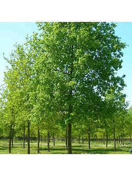 Quercus Robur Tree (12L, 5-6Ft)