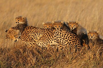 8-Day Private Luxury Tour of Ndutu Safari Migration