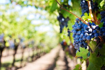 Malibu Wine + Vineyard Tour - From Los Angeles Area Hotels & Residences