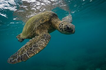 Snorkeling with Sea Turtles in Mirissa