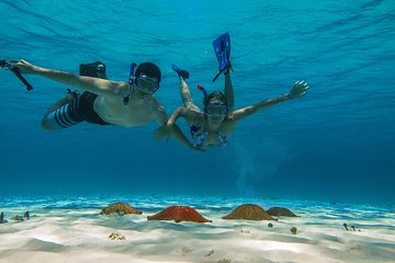The most exciting Snorkel Tour at El Cielo reef. Discover the sky in the sea.