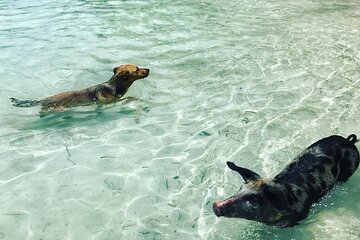 Private Full Day "Surf and Turf" Swimming Pigs in Spanish Wells